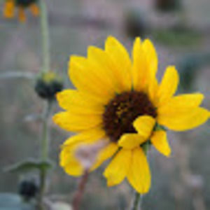 Meet your Posher, Natasha